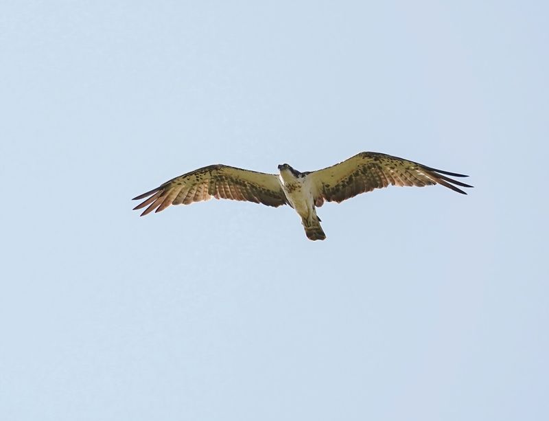 Visarend / Osprey