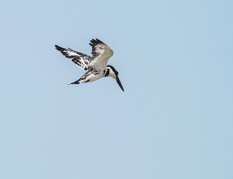 Bonte IJsvogel / Pied Kingfisher