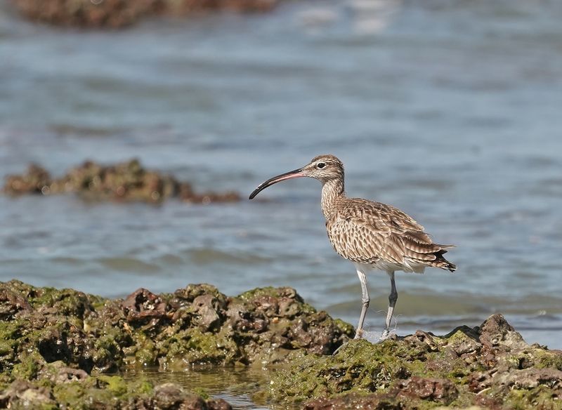 Regenwulp / Eurasian Whimbrel