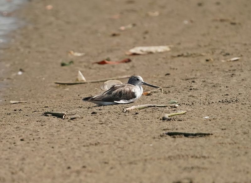 Groenpootruiter / Common Greenshank