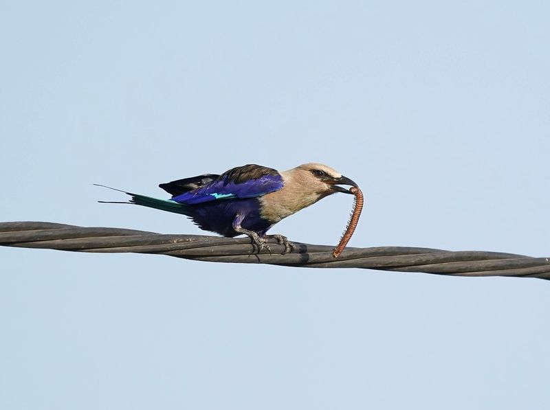 Blauwbuikscharrelaar / Blue-bellied Roller