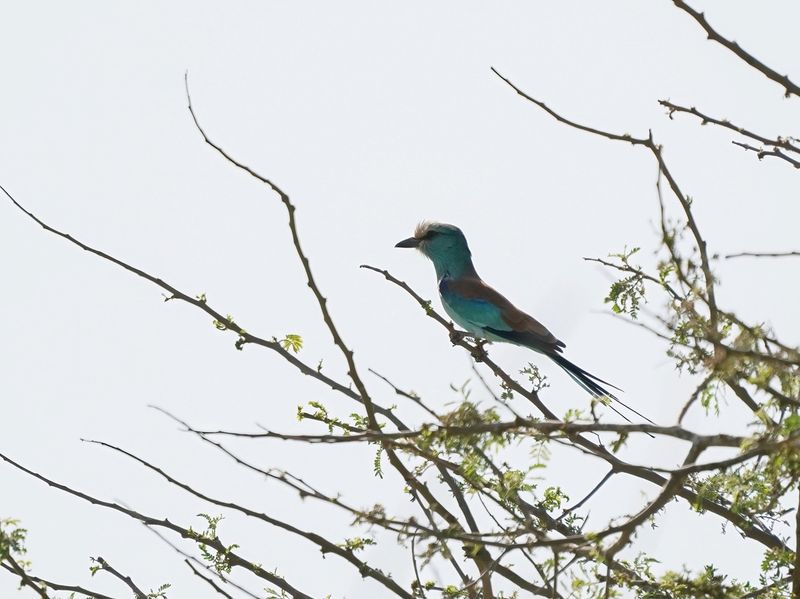 Sahelscharrelaar / Abyssinian Roller