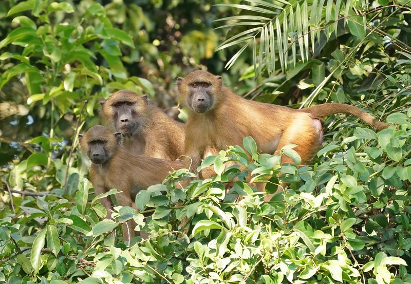 Bruine Baviaan / Guinea Baboon