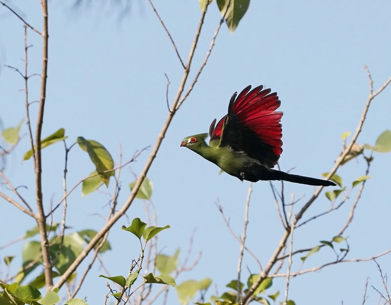 Groene Toerako / Green Turaco
