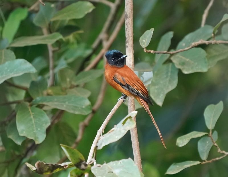 Roodbuikparadijsmonarch / Red-bellied Paradise Flycatcher