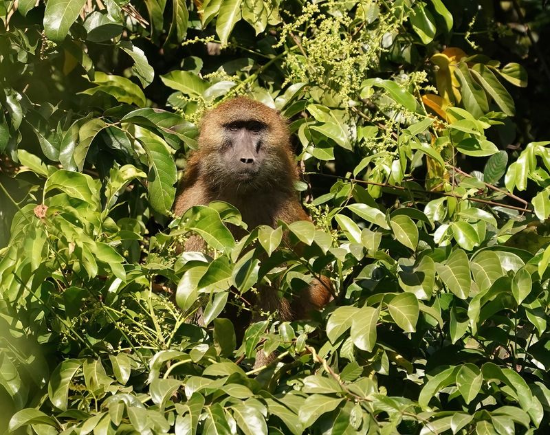 Bruine Baviaan / Guinea Baboon