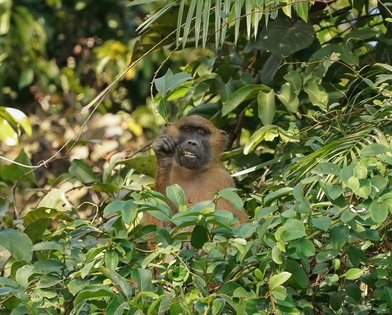 Bruine Baviaan / Guinea Baboon