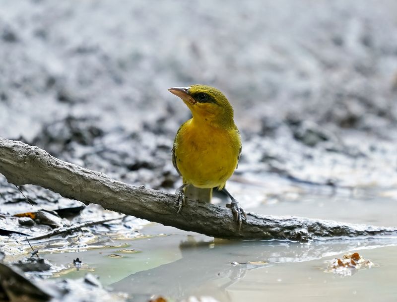 Zwartnekwever / Black-necked Weaver