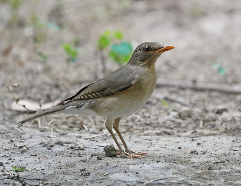 Pelioslijster / African Thrush