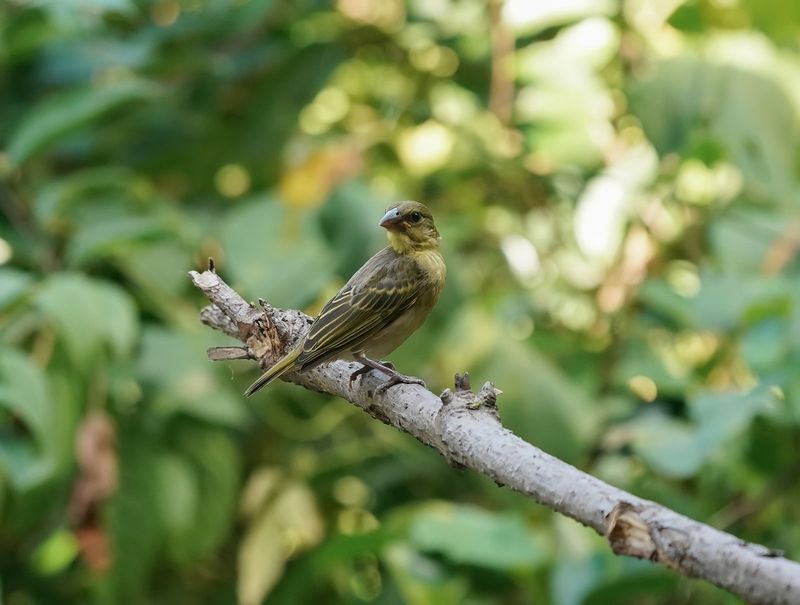Dottergele wever / Viteline Masked Weaver