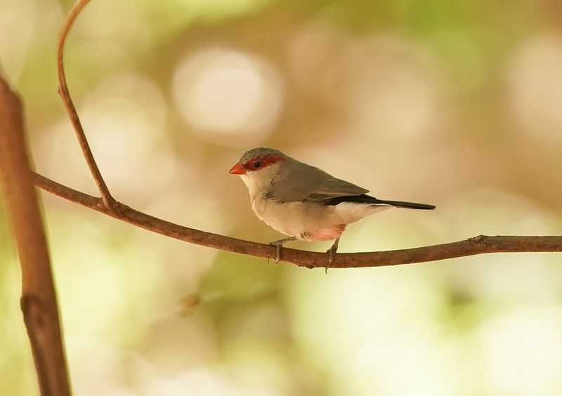 Napoleonnetje / Black-rumped Waxbill