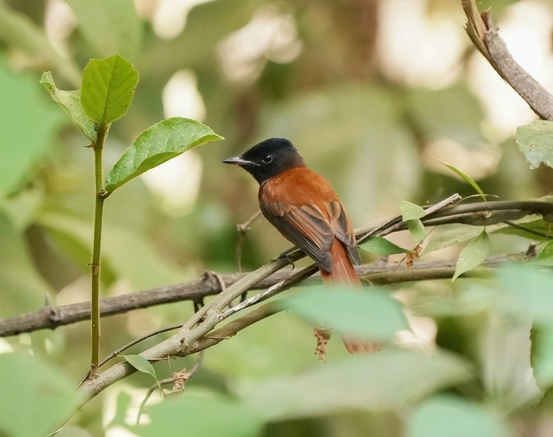 Roodbuikparadijsmonarch / Red-bellied Paradise Flycatcher