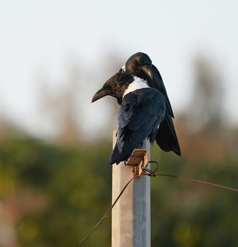 Schildraaf / Pied Crow