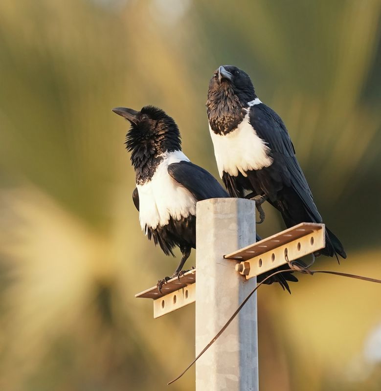 Schildraaf / Pied Crow