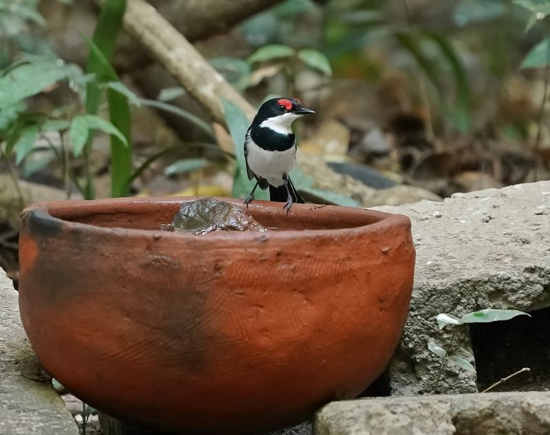 Bruinkeellelvliegenvanger / Common Wattle-eye
