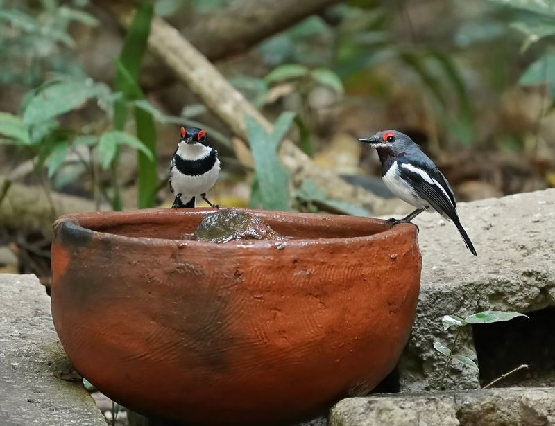 Bruinkeellelvliegenvanger / Common Wattle-eye