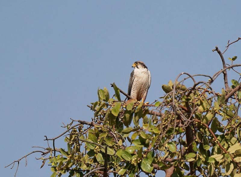 Lannervalk / Lanner Falcon