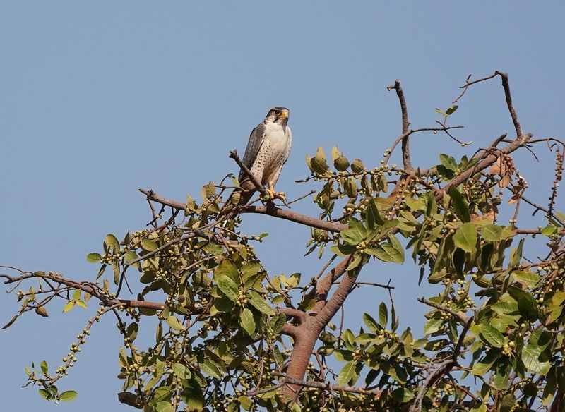 Lannervalk / Lanner Falcon