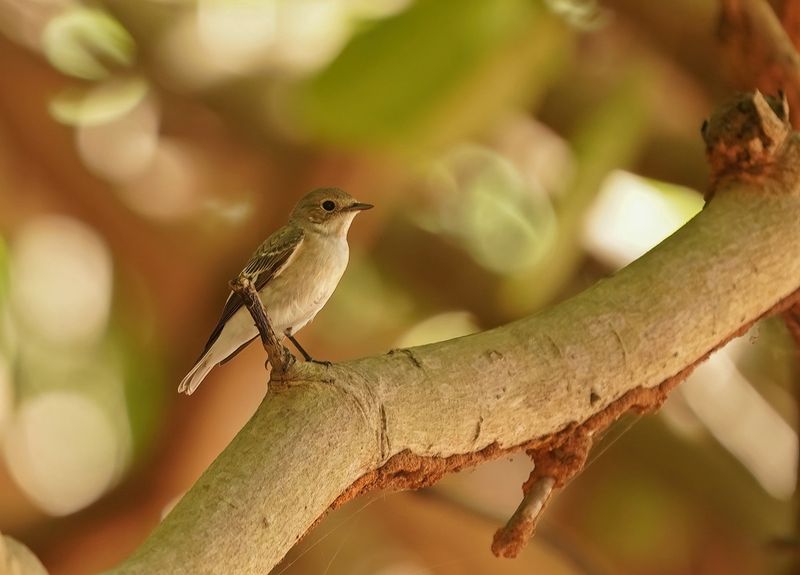 Bonte Vliegenvanger / European Pied Flycatcher
