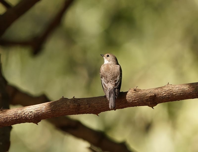Bonte Vliegenvanger / European Pied Flycatcher