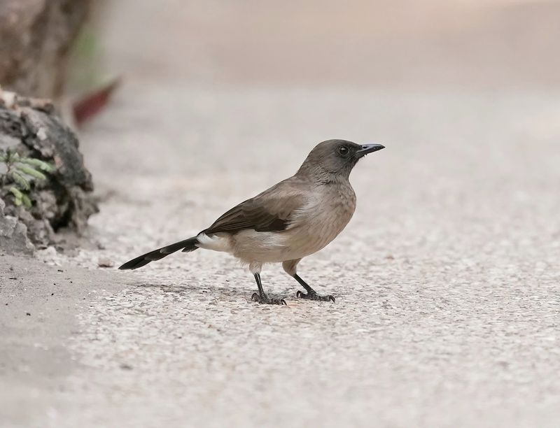 Grauwe Buulbuul / Common Bulbul