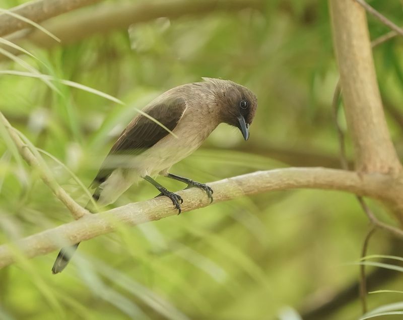Grauwe Buulbuul / Common Bulbul
