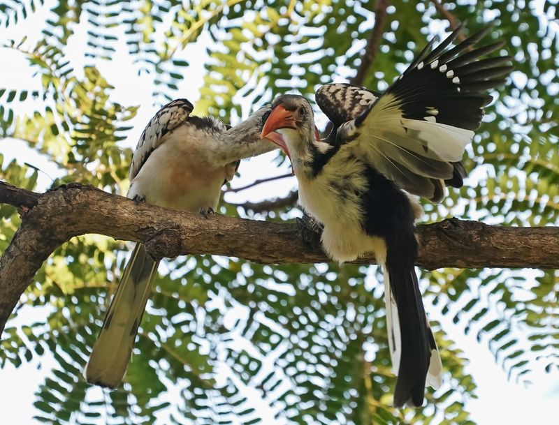 Westelijke Roodsnaveltok / Western Red-billed Hornbill