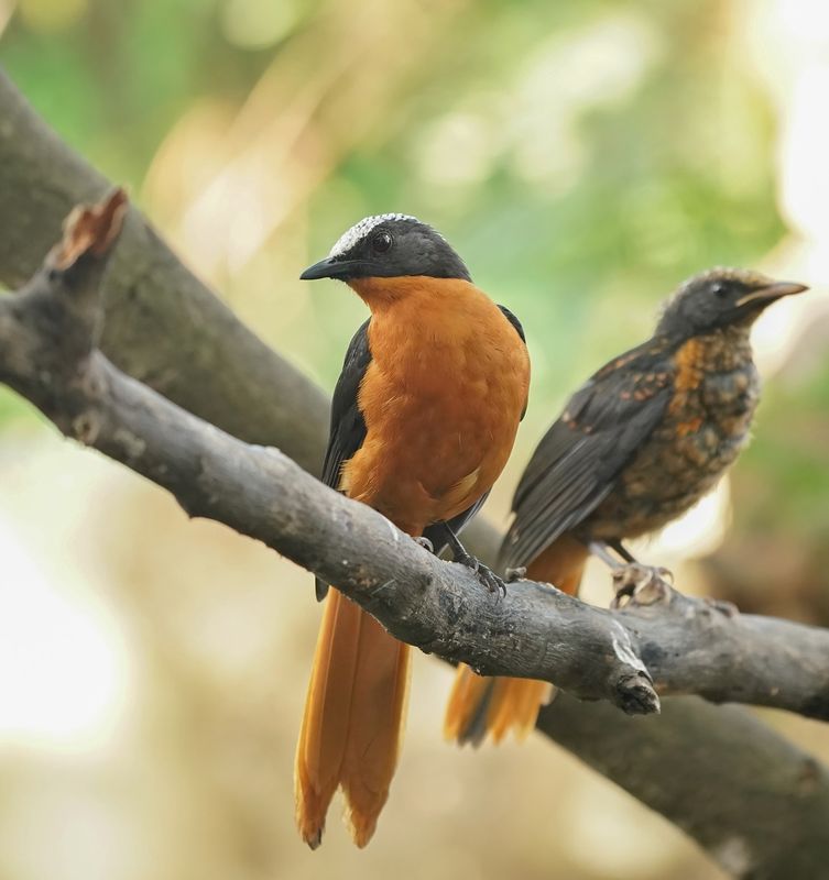 Schubkaplawaaimaker / White-crowned Robin Chat