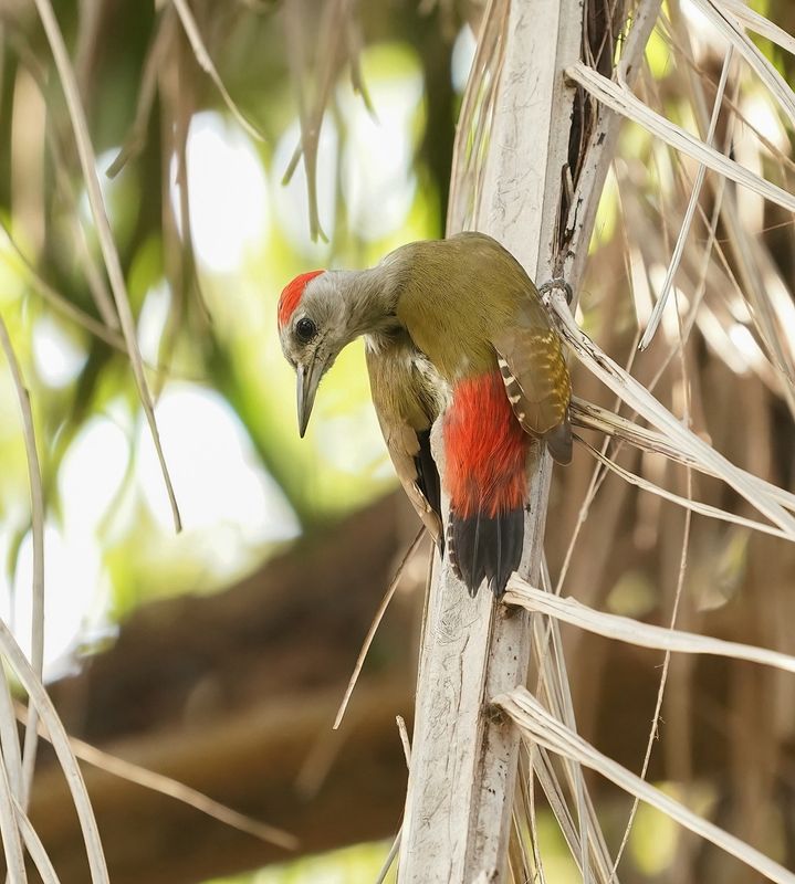 Grijsgroene Specht / Grey Woodpecker