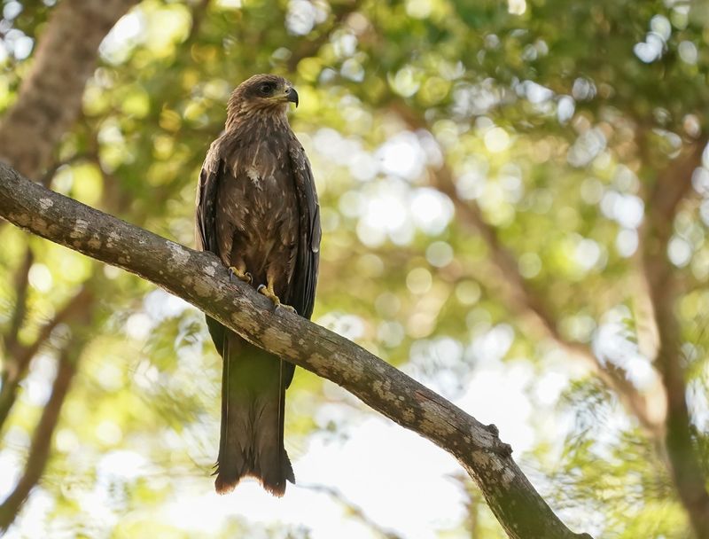 Zwarte Wouw / Black Kite