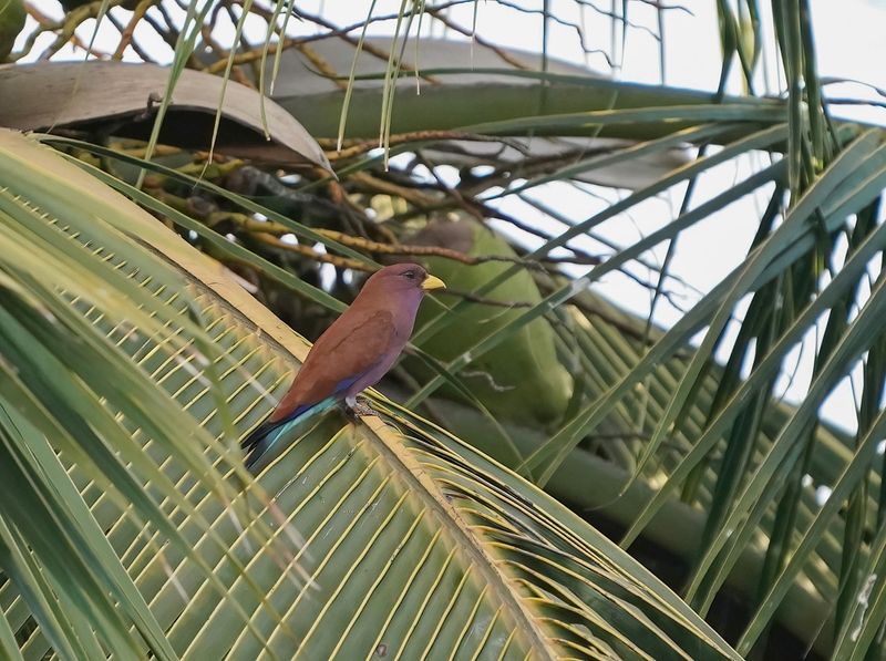 Breedbekscharrelaar / Broad-billed Roller