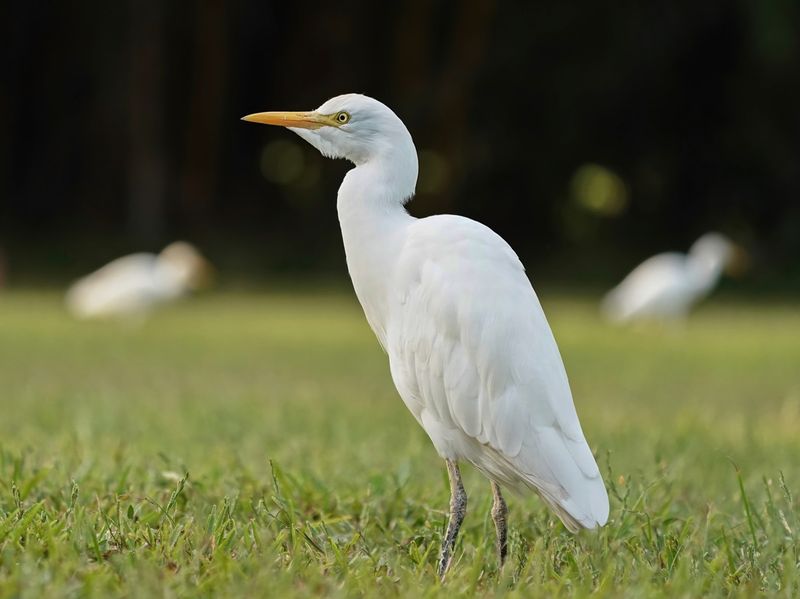 Koereiger / Cattle Egret