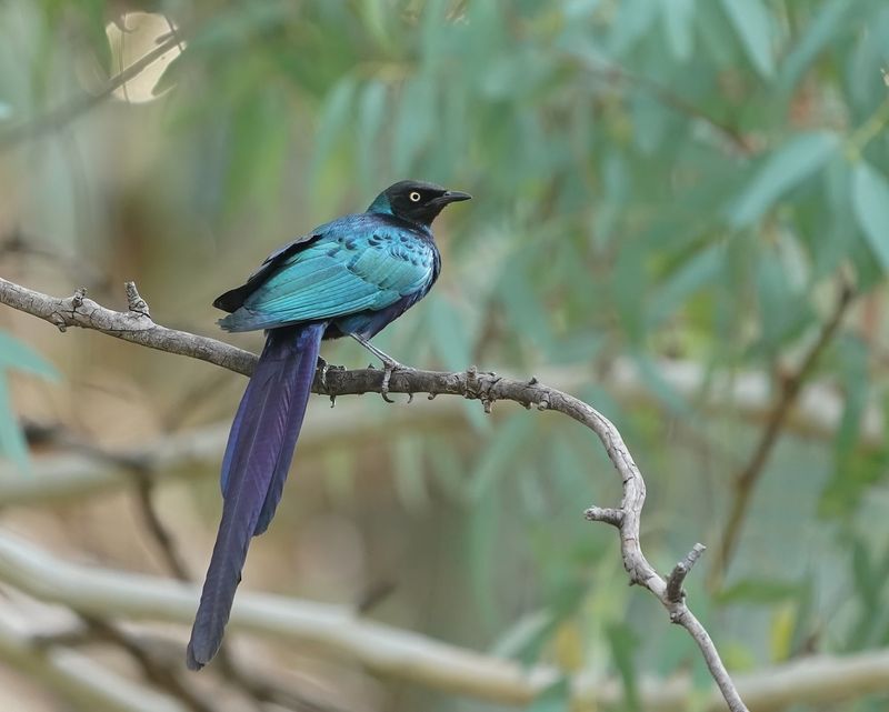 Groene Langstaartglansspreeuw / Long-tailed Glossy Starling