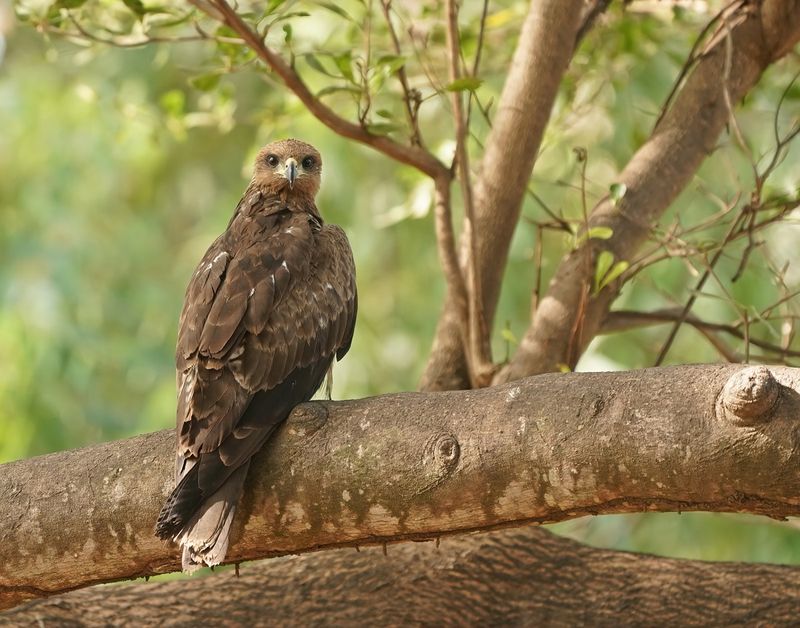 Geelsnavelwouw (juveniel) / Yellow-billed Kite (juvenile)