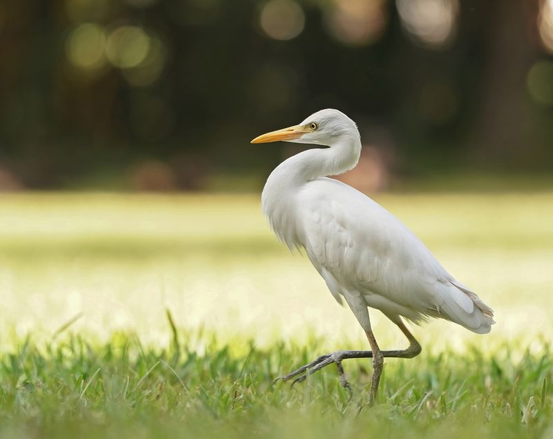Koereiger / Cattle Egret