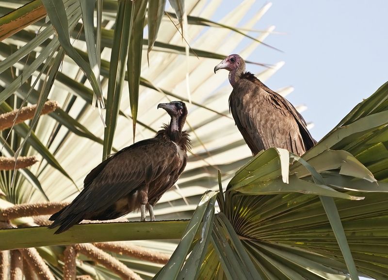 Kapgier / Hooded Vulture