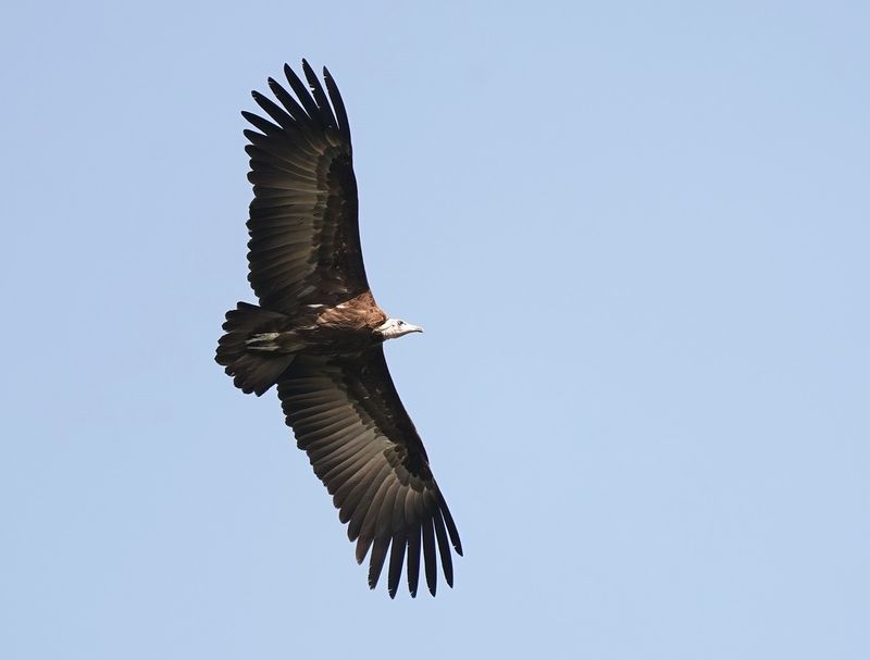 Kapgier / Hooded Vulture