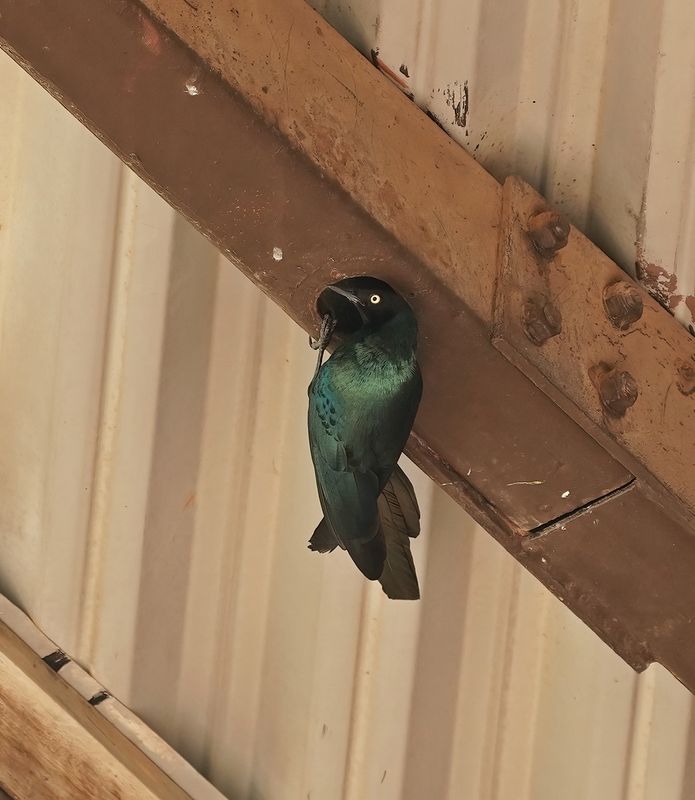 Groene Langstaartglansspreeuw / Long-tailed Glossy Starling