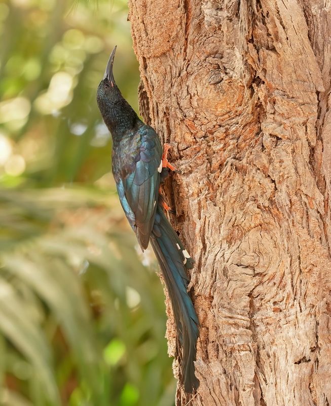 Groene Kakelaar / Green Wood-hoopoe