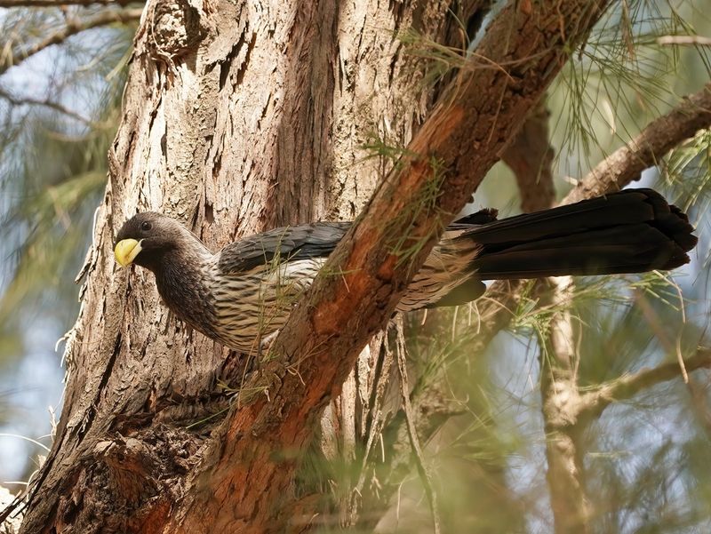 Grijze Bananeneter / Western Grey Plantain-eater