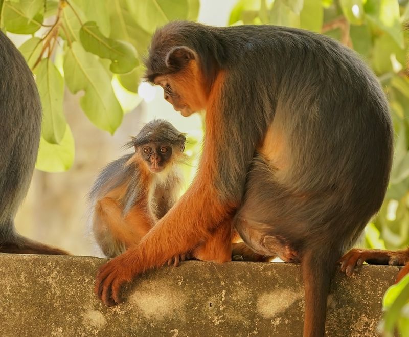 West-Afrikaanse Rode Franjeaap / Western Red Colobus