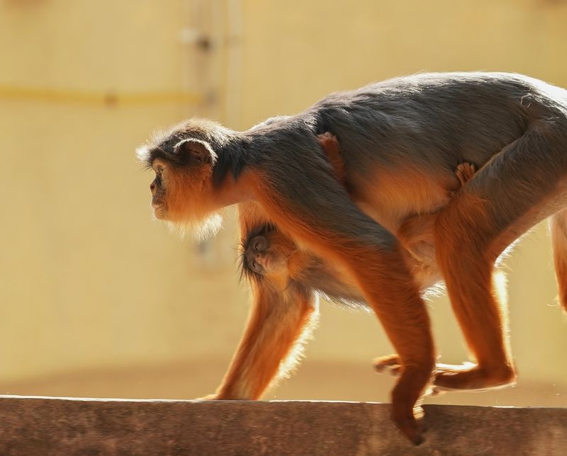 West-Afrikaanse Rode Franjeaap / Western Red Colobus