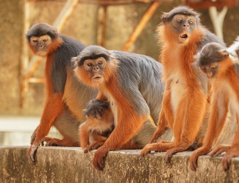 West-Afrikaanse Rode Franjeaap / Western Red Colobus