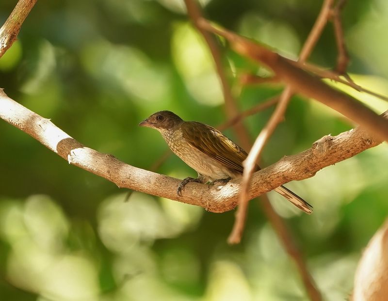 Gevlekte Honingspeurder / Spotted Honeyguides