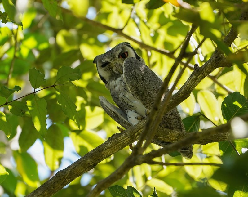 Noordelijke Witwangdwergooruil / Northern White-faced Owl