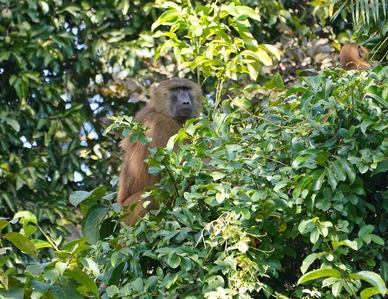 Bruine Baviaan / Guinea Baboon