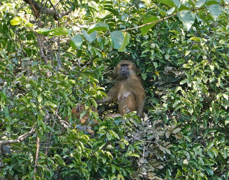 Bruine Baviaan / Guinea Baboon