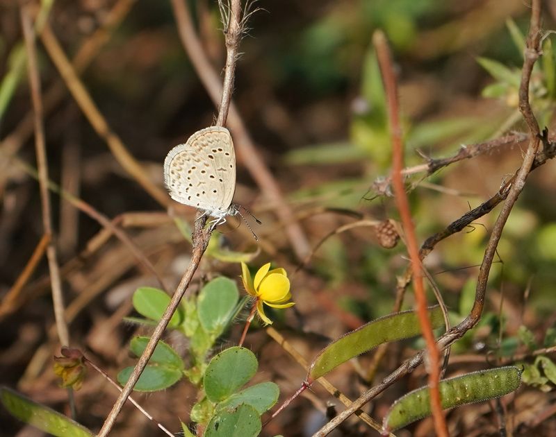 African Grass Blue