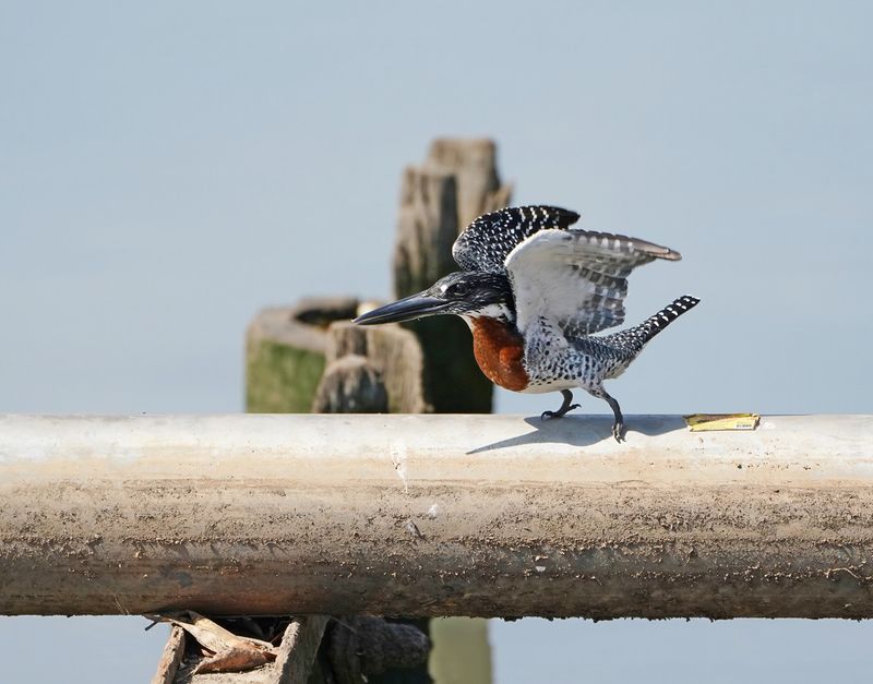 Afrikaanse Reuzenijsvogel / Giant Kingfisher