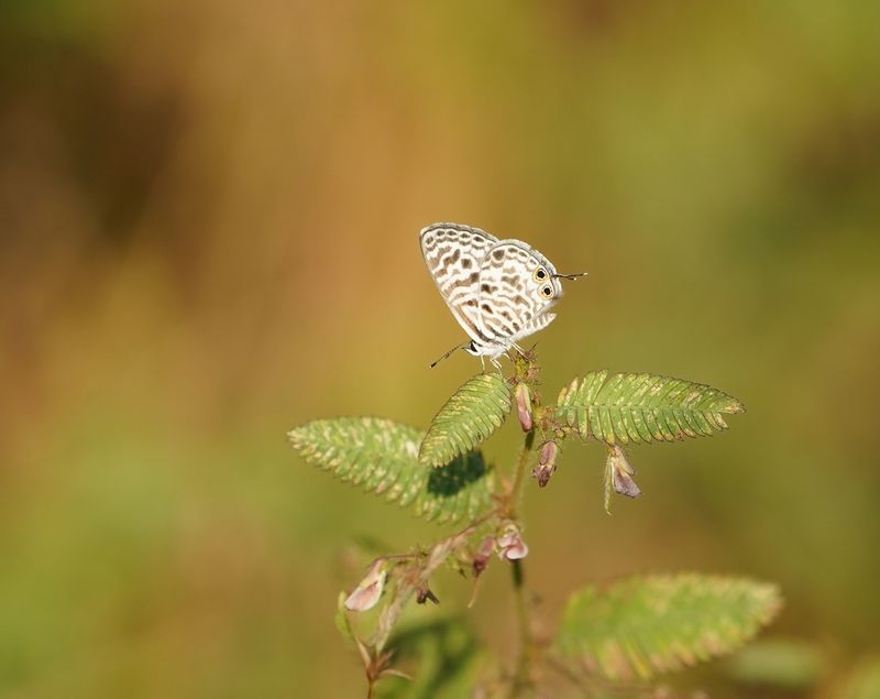 Langs Short-tailed Blue